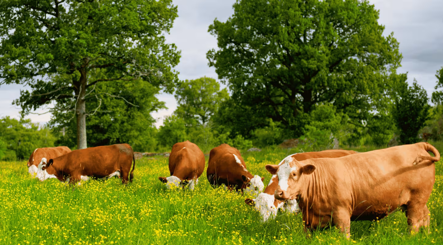 vaches marrons pré arbre