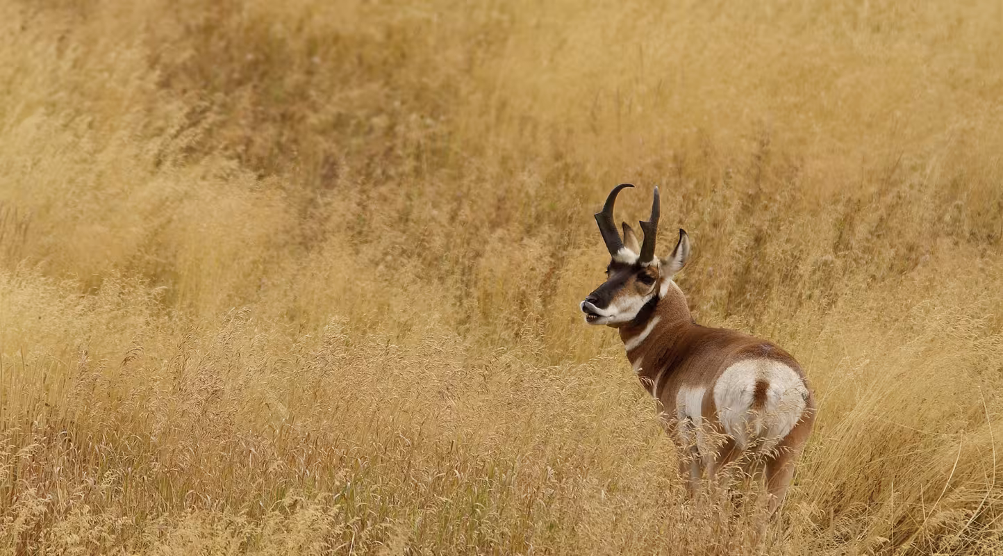 Pronghorn mâle, ou antilope d'Amérique, dans le PN du Yellowstone USA