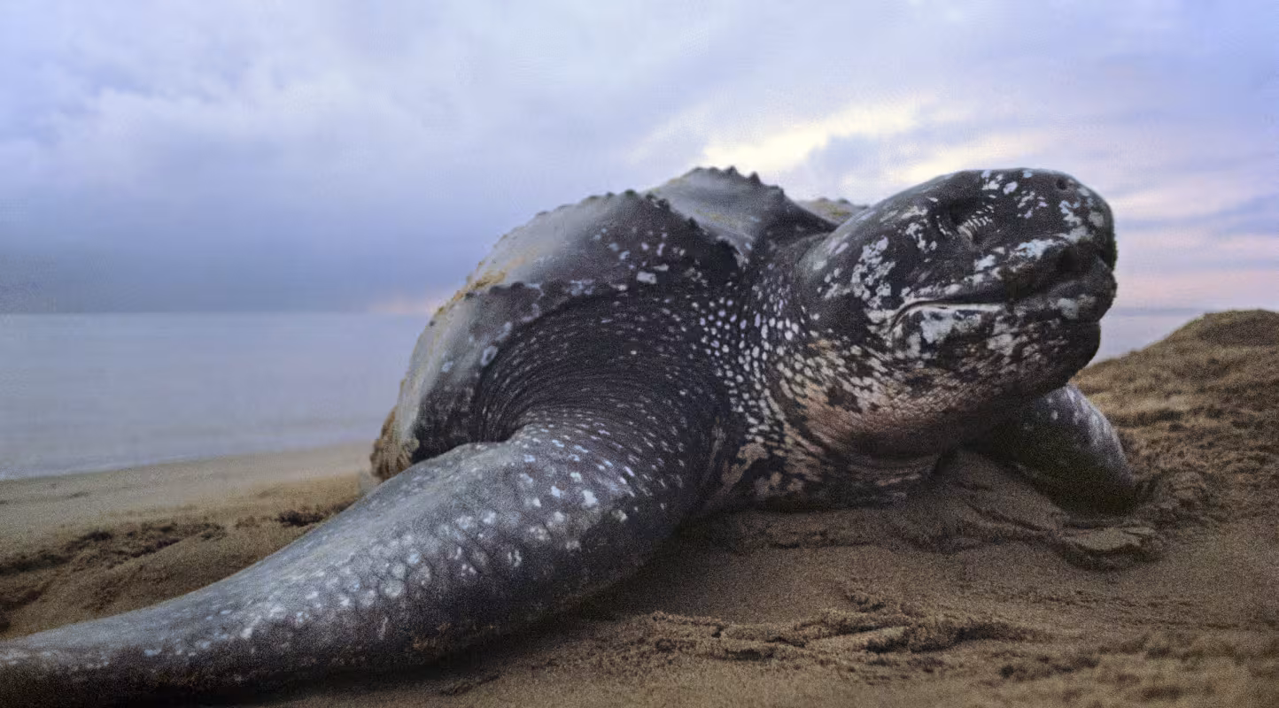 Tortue luth (Dermochelys coriacea), Reserve nationale de Galib, Surinam