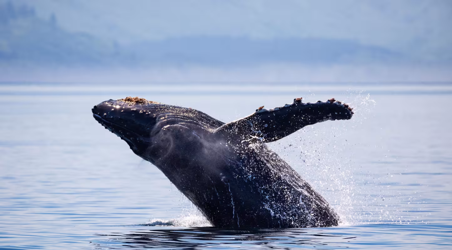 Baleine à bosse (Megaptera novaeangliae) sautant au large de l'île Kodiak, en Alaska