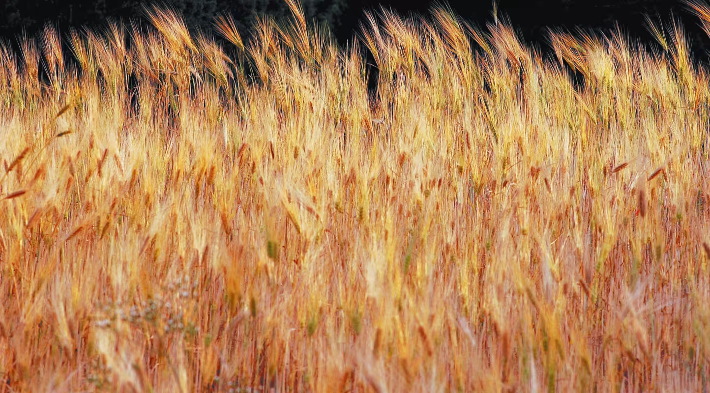 Champs de blé.