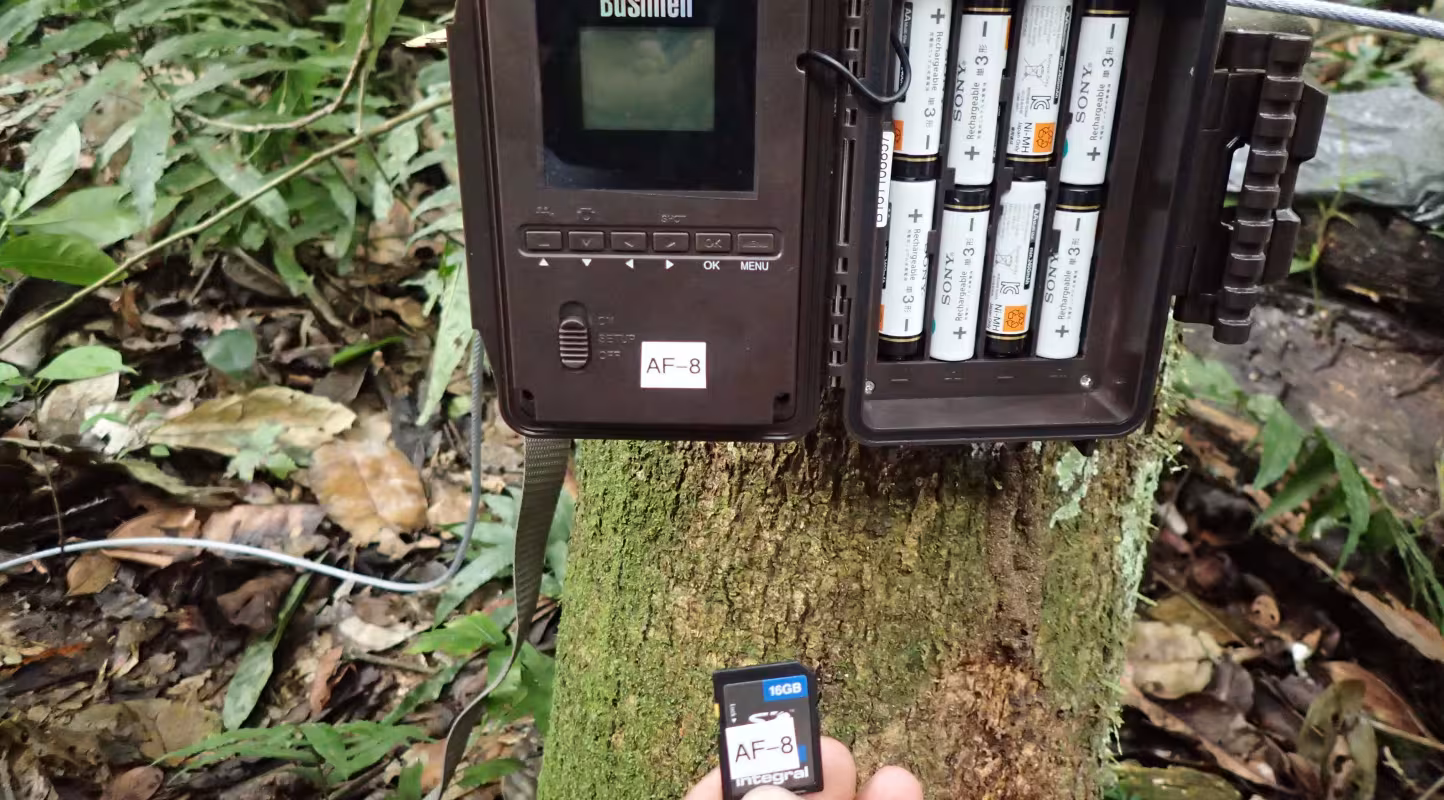 Un piège photographique accroché sur un arbre dans la réserve de Chico Mendes (Brésil)