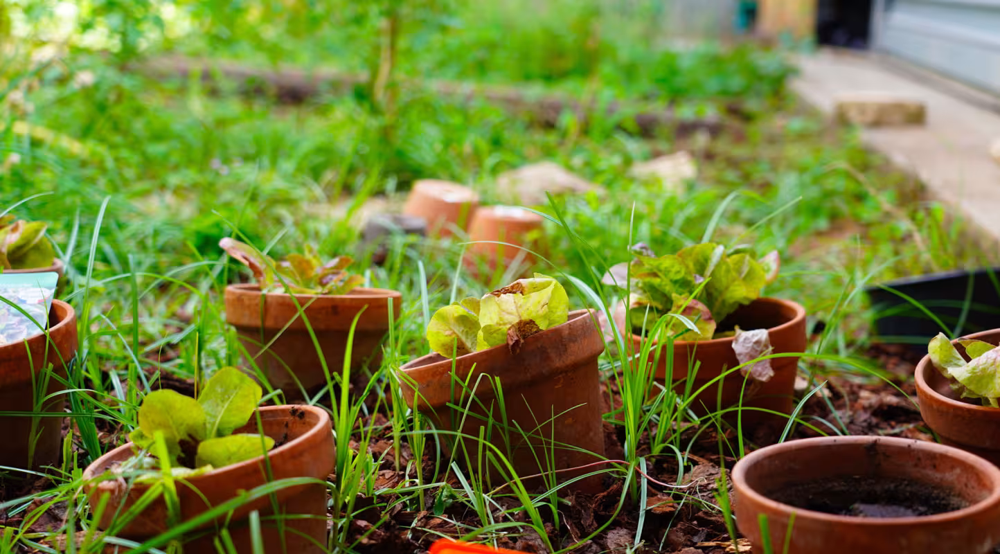 ecole jardiniere - un potager en gros plan