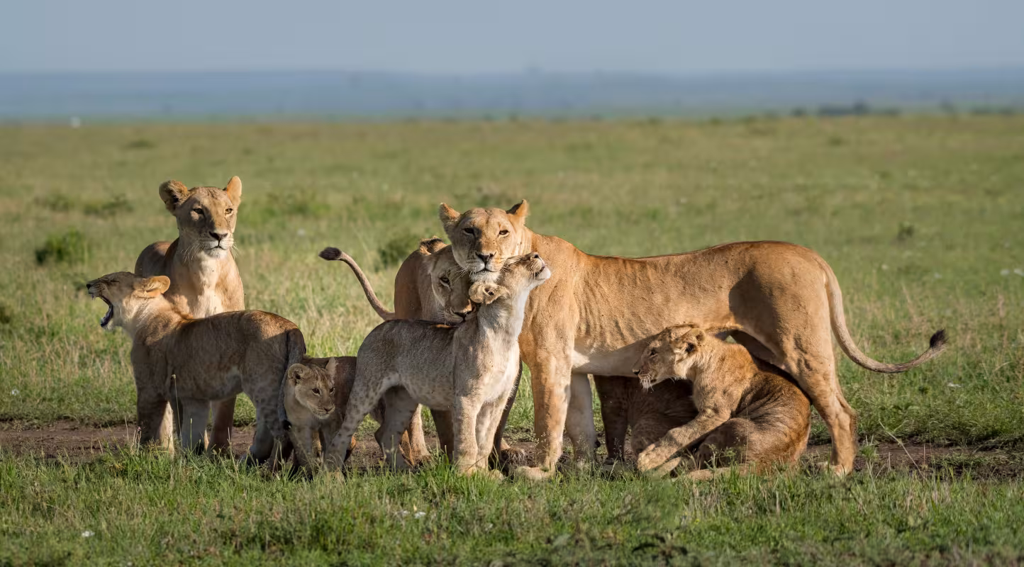 Famille de Lion d'Afrique (Panthera leo) Kenya.
