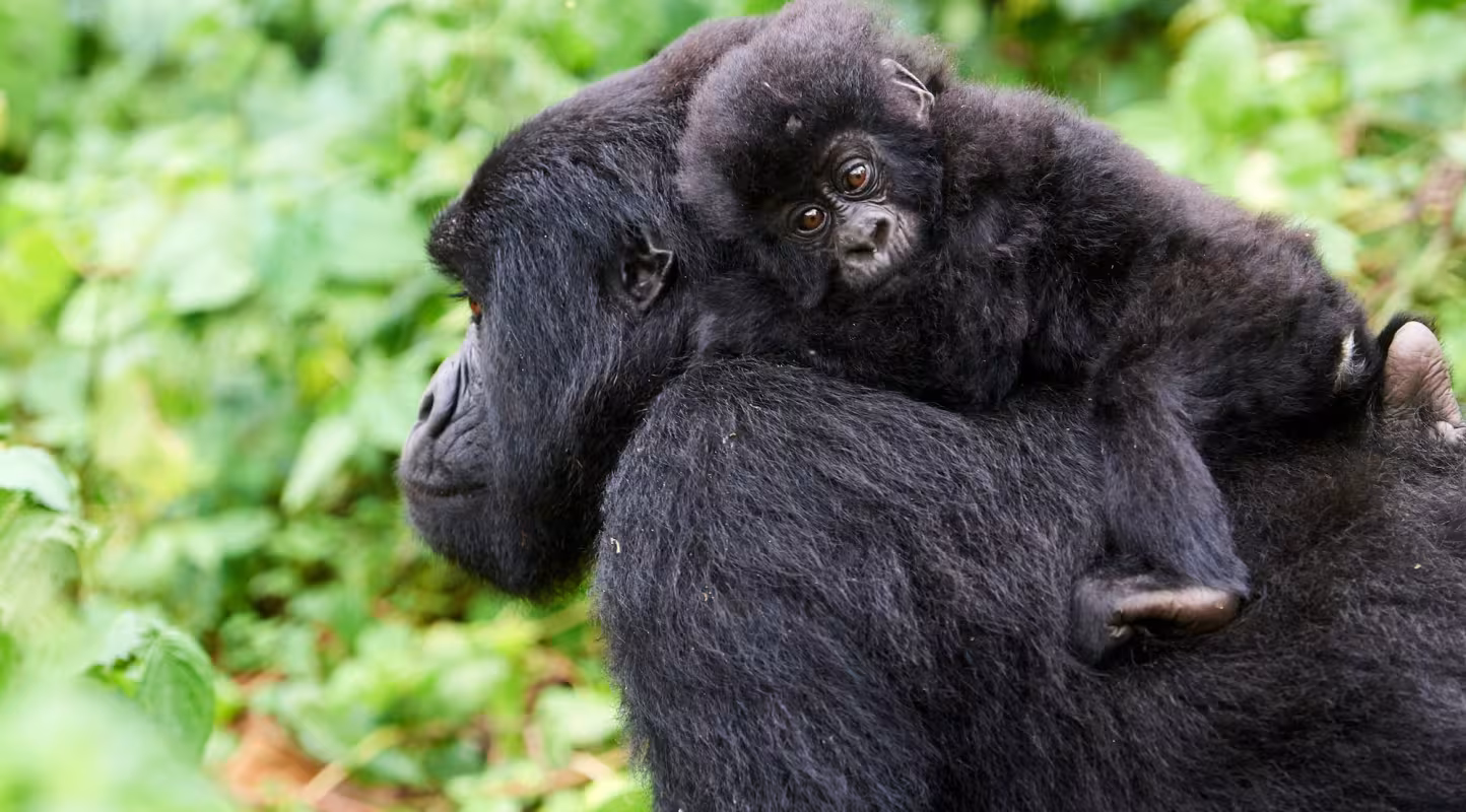 Gorille de montagne femelle (Gorilla beringei beringei) portant son bébé sur le dos, membre du groupe Kabirizi, Parc national des Virunga, Nord-Kivu, République démocratique du Congo, Afrique
