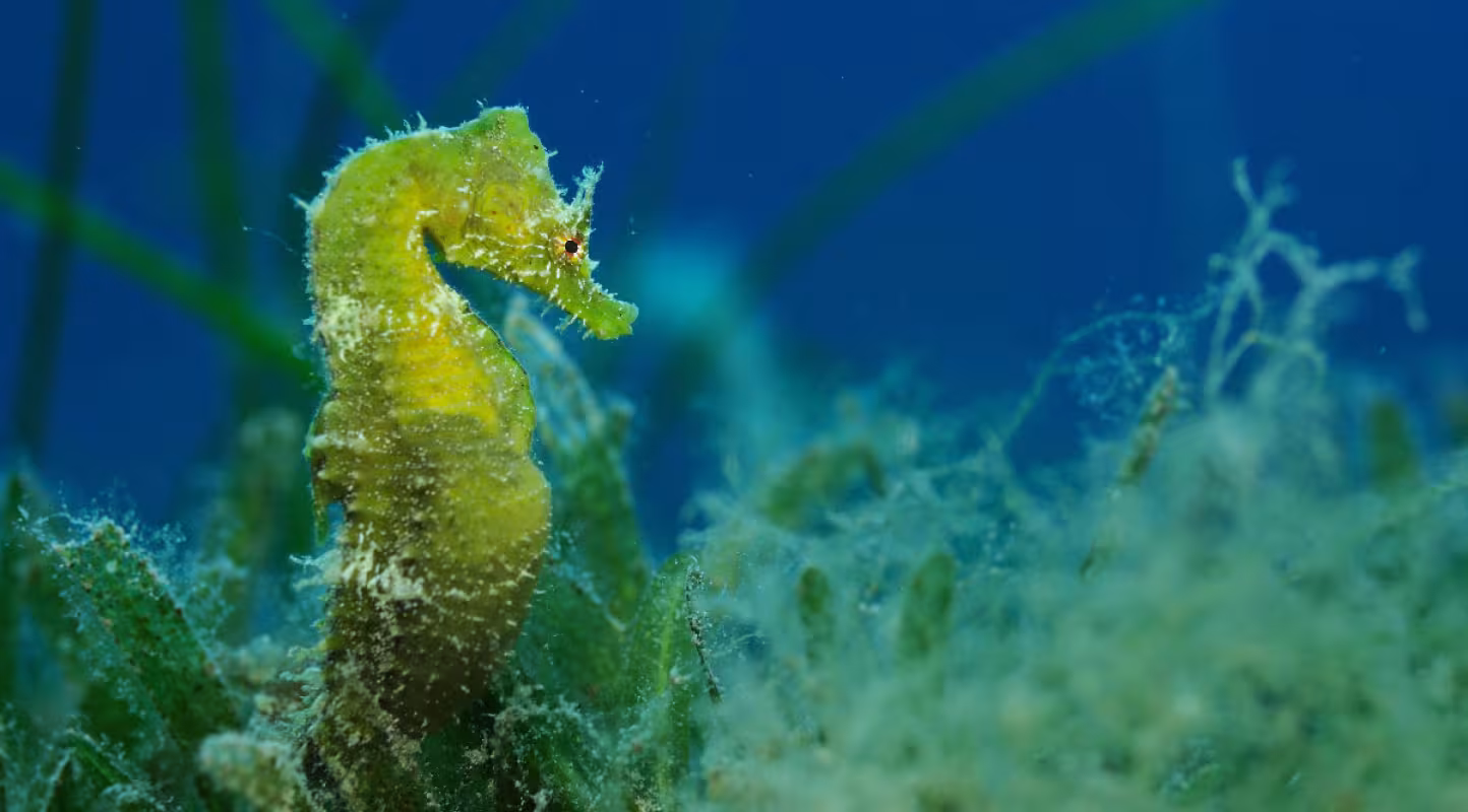 Hippocampe en Méditerranée