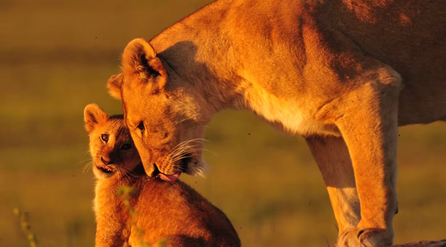 Lionne et son petit (Panthera Leo)