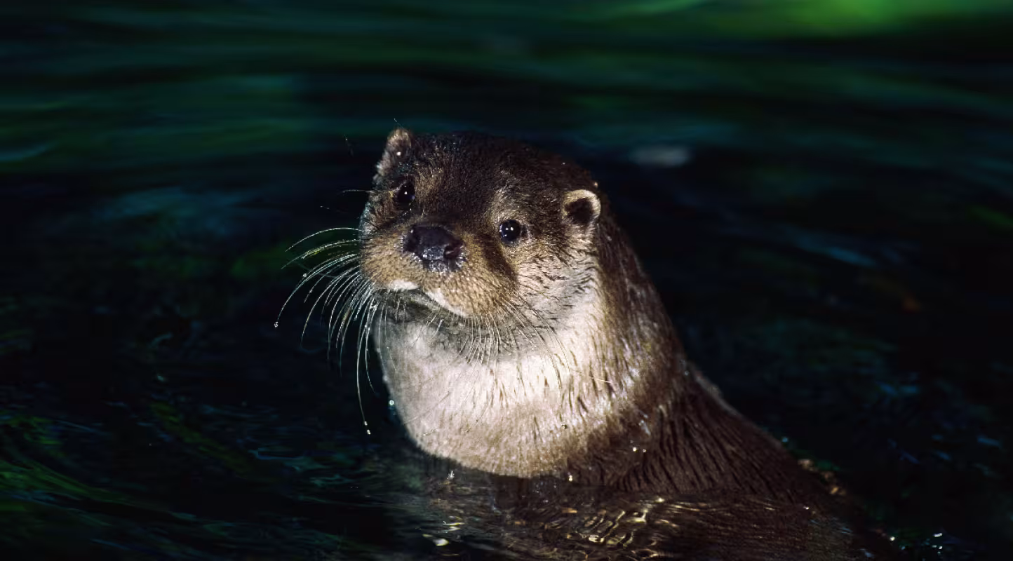 Loutre-de-rivières-WWF