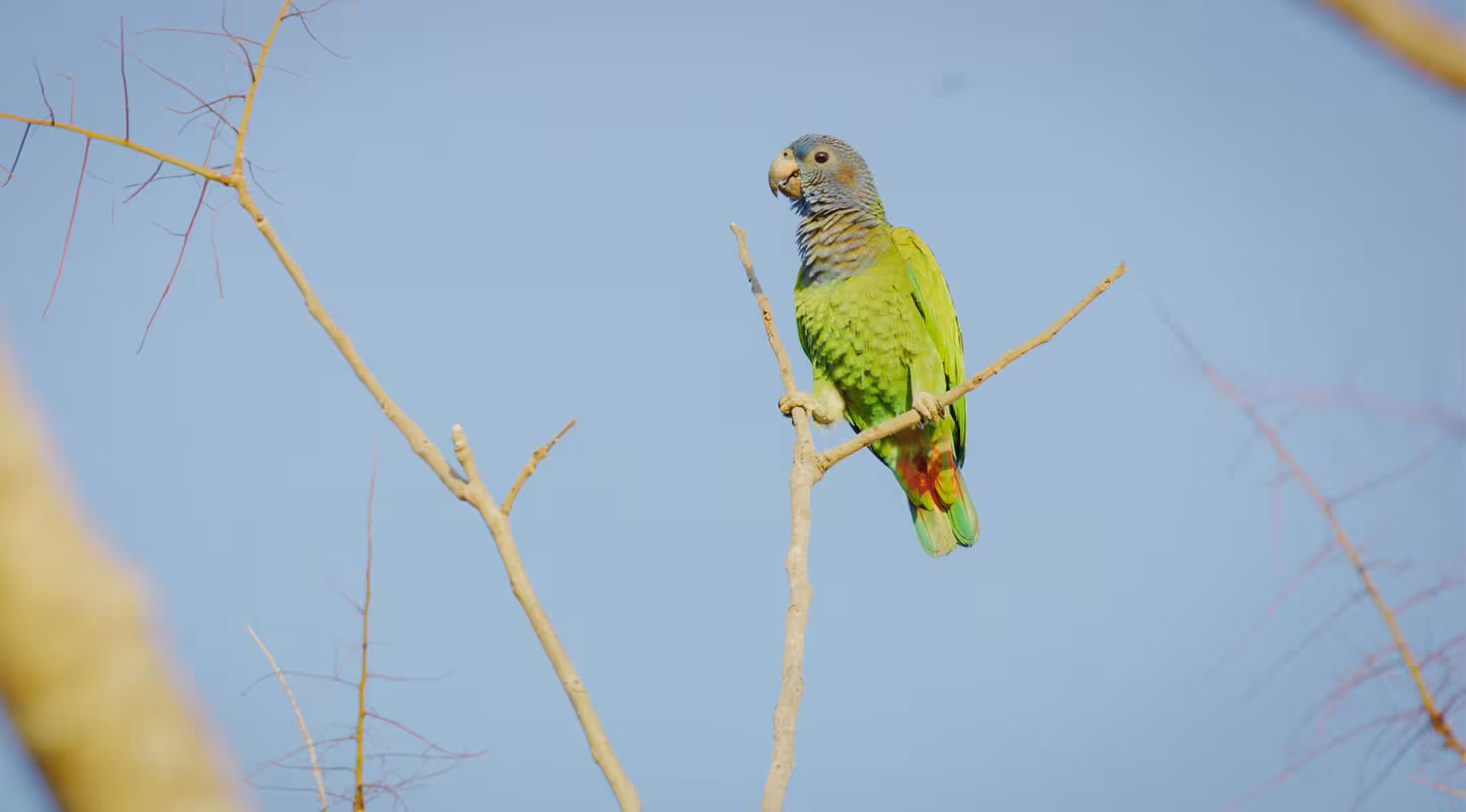 Un perroquet vert est perché sur une branche.