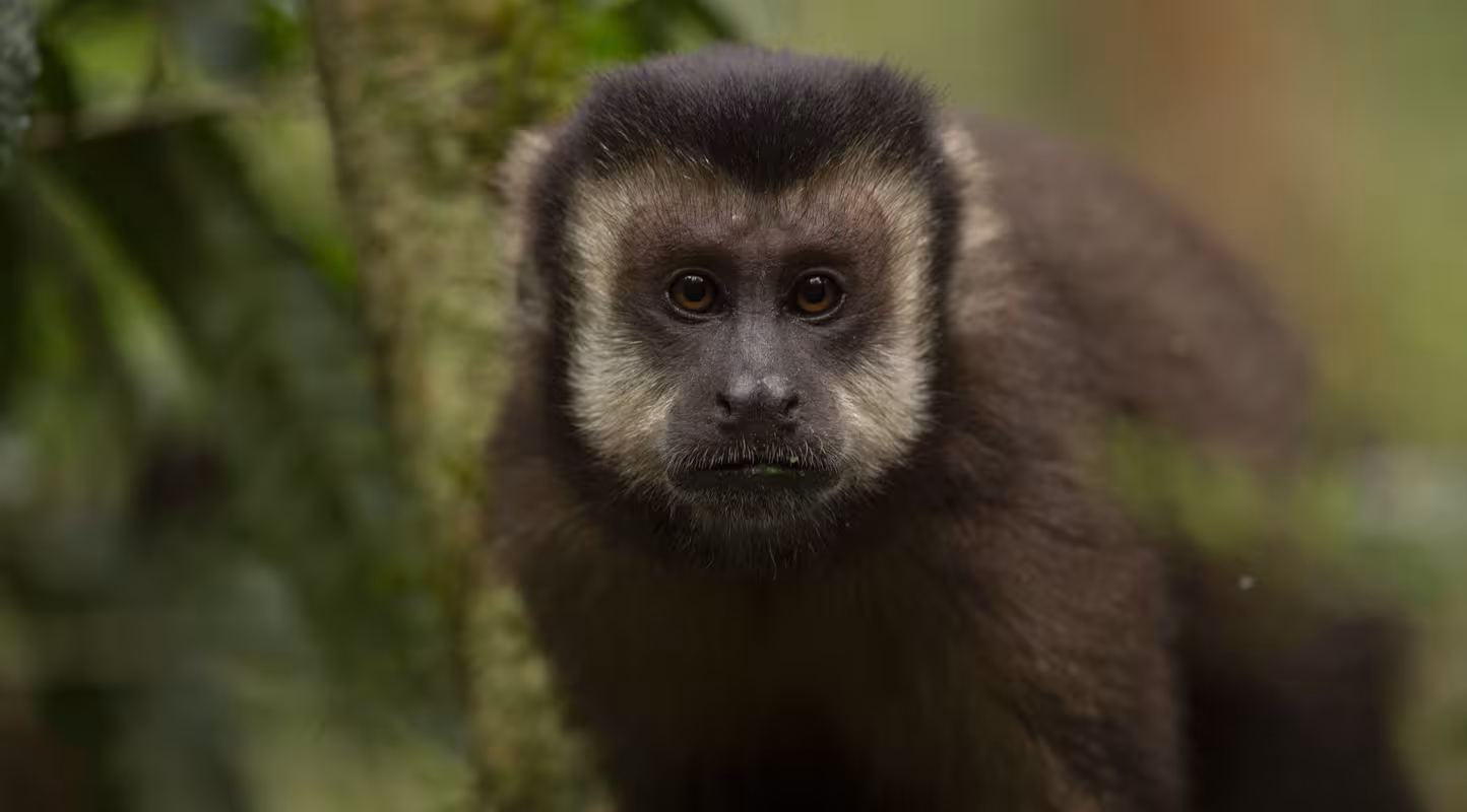 Singe capucin brun (Sapajus apella), Haut Paraná