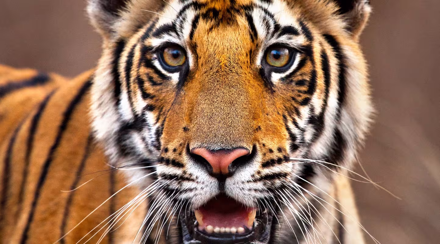 Tigre sauvage (Panthera tigris) dans le parc national de Bandhavgarh, en Inde.