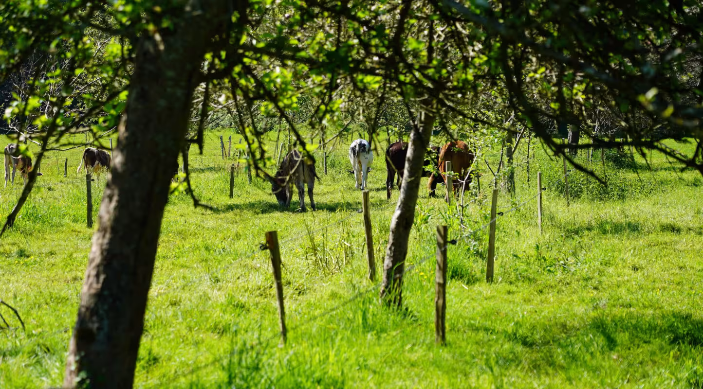Vache agroforesterie