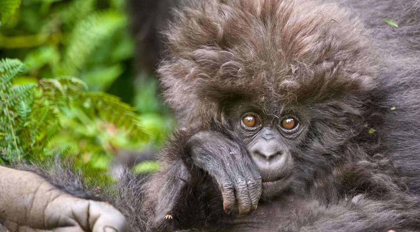 Portrait d'un petit gorille de montagne (Rwanda)