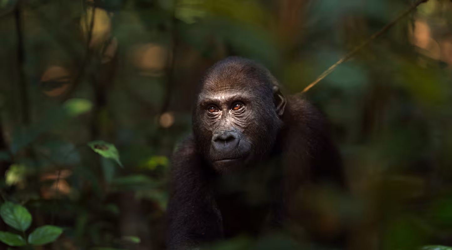 Gorilles des plaines occidentales (Gorilla gorilla gorilla)