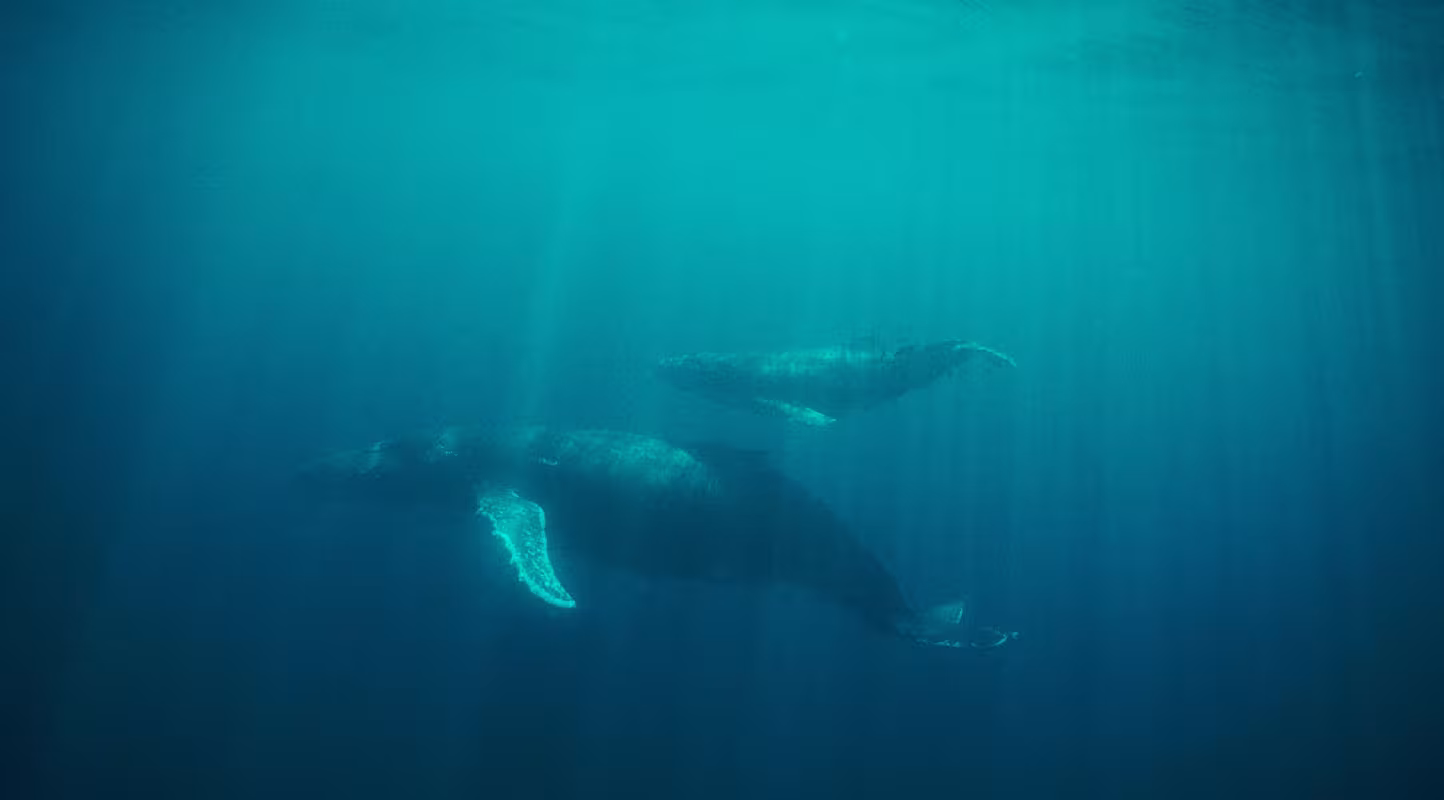 Baleine à bosse avec son petit