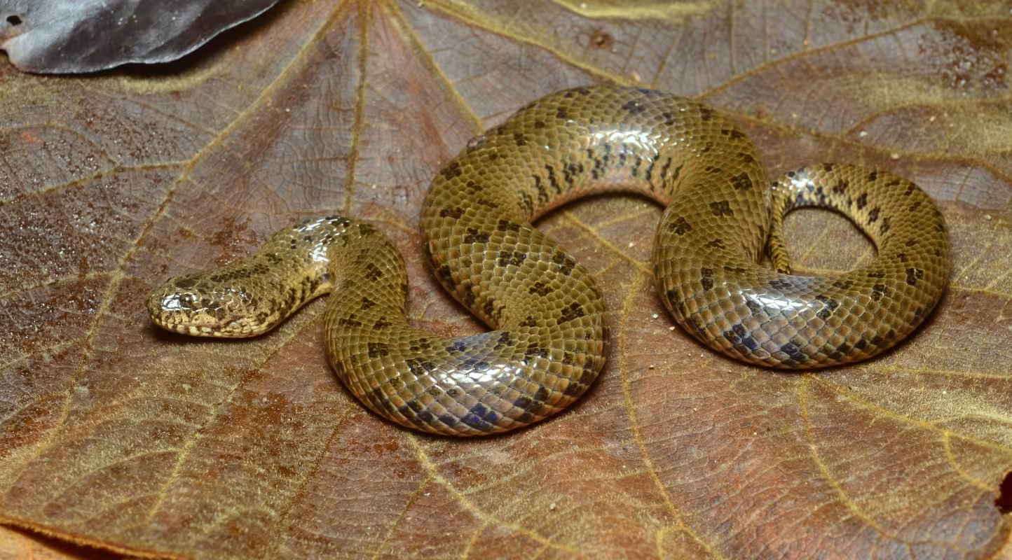 Un serpent de boue découvert dans la rivière Salween au Myanmar en 2017.