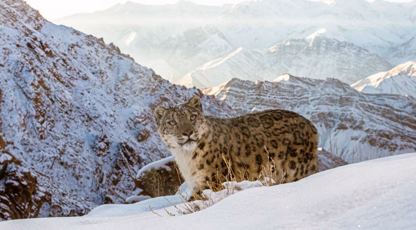 Un léopard des neiges sauvage installé en altitude dans les montagnes du Ladakh, dans l’Himalaya indien