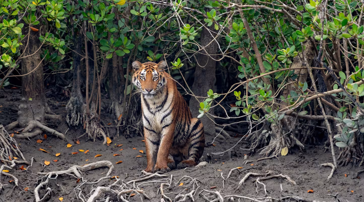 Tigre (Panthera tigris) entouré de mangroves, Sundarbans indiens