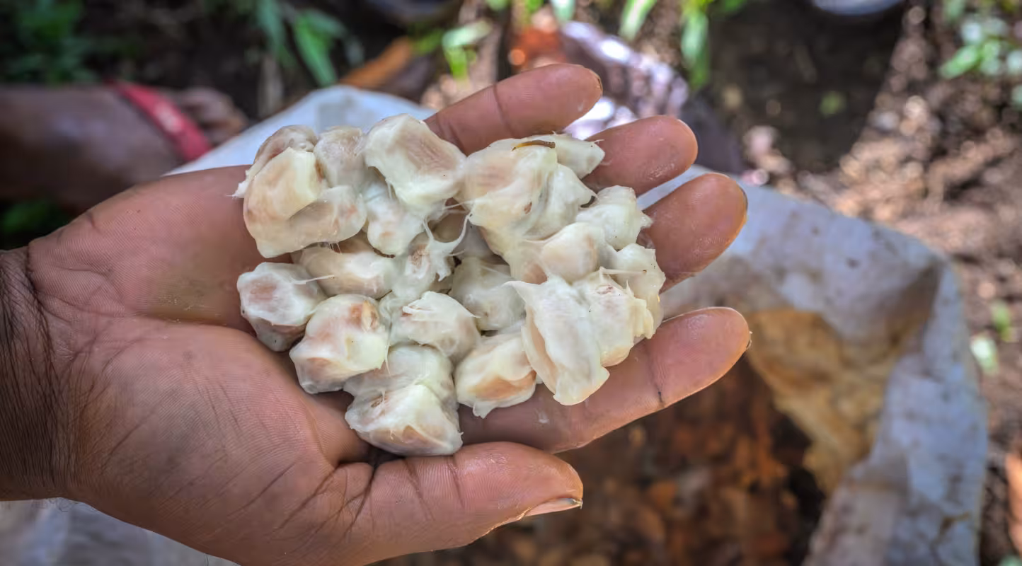 Fèves de cacao fraîches, prêtes pour la fermentation, Papouasie-Nouvelle-Guinée