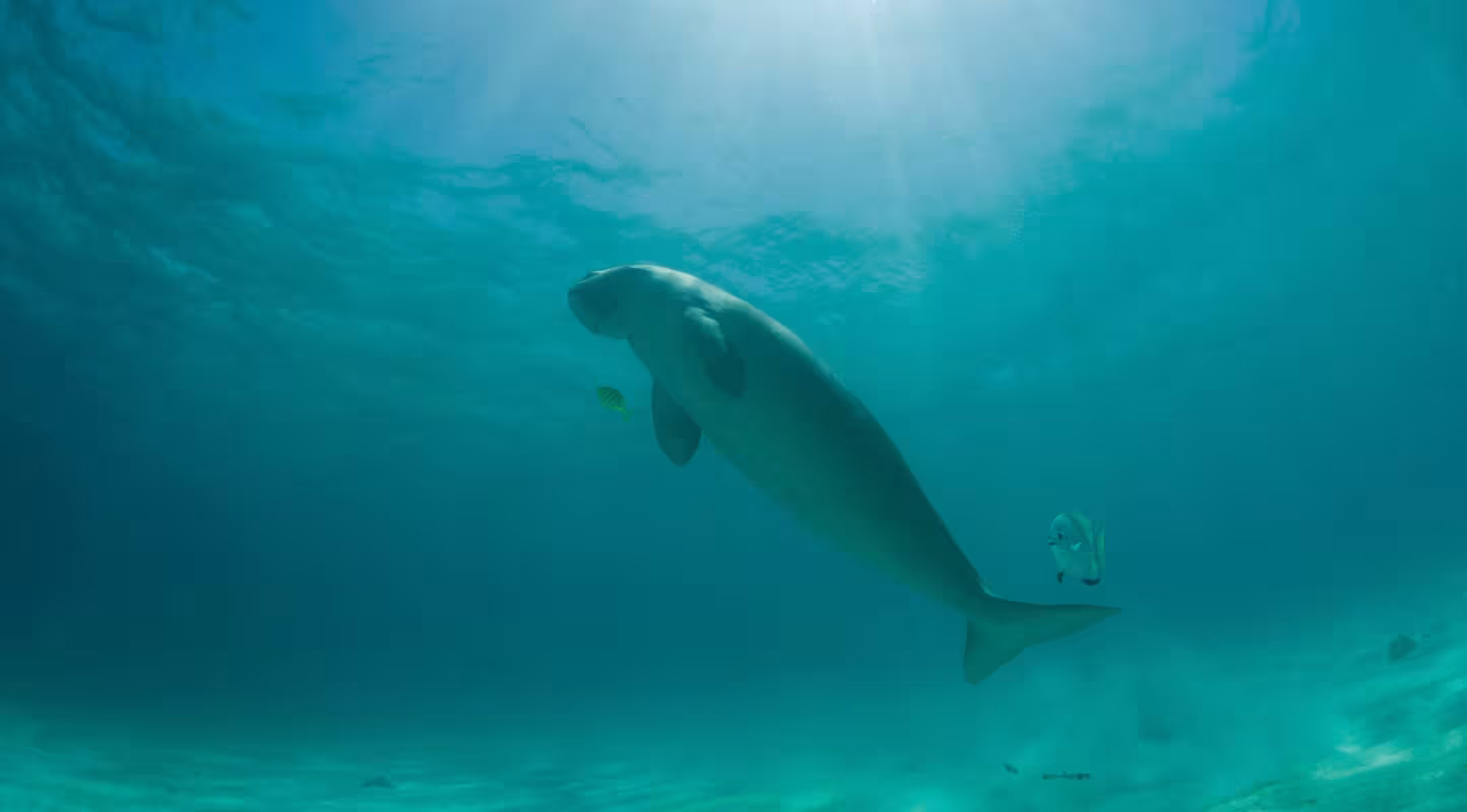 Dugong (dugong dugong) reprenant son souffle à la surface de l'eau, Palawan, Philippines