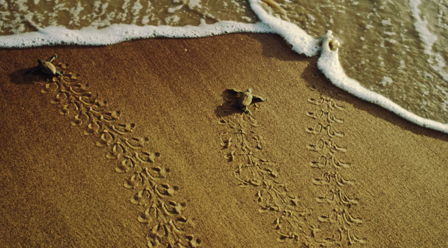 Tortues luth rejoignant l'océan, Indonésie