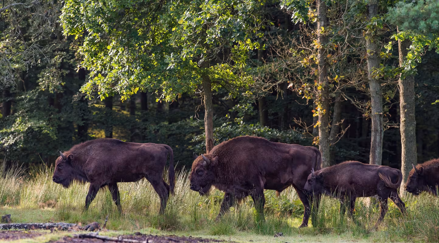 Troupeau de bisons (Bison bonasus)