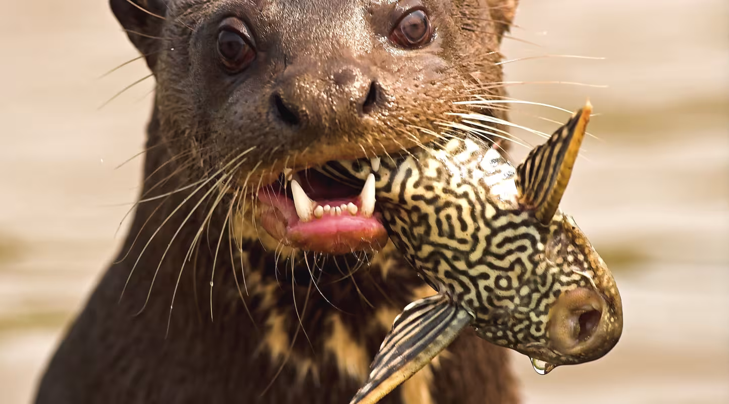 Une loutre géante (Pteronura brasiliensis) se nourrissant d'un poisson dans le Pantanal, au Brésil.