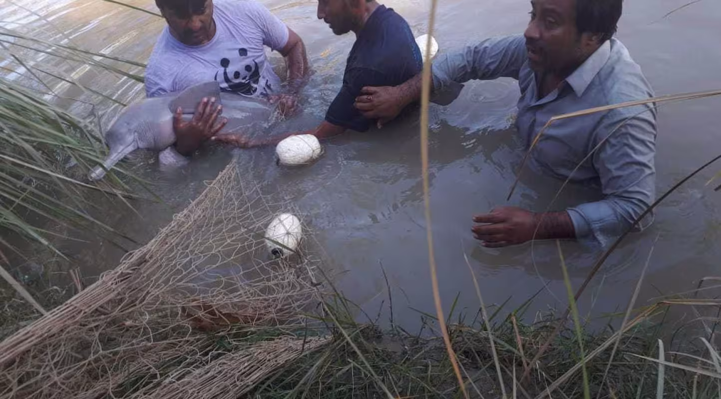 Le WWF Pakistan sauve une femelle dauphin dans le fleuve de l'Indus.