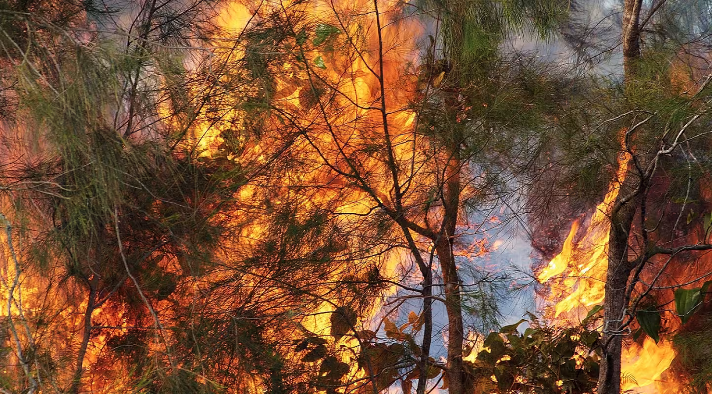 Feu de forêt à Ponerihouen (Nouvelle Calédonie)