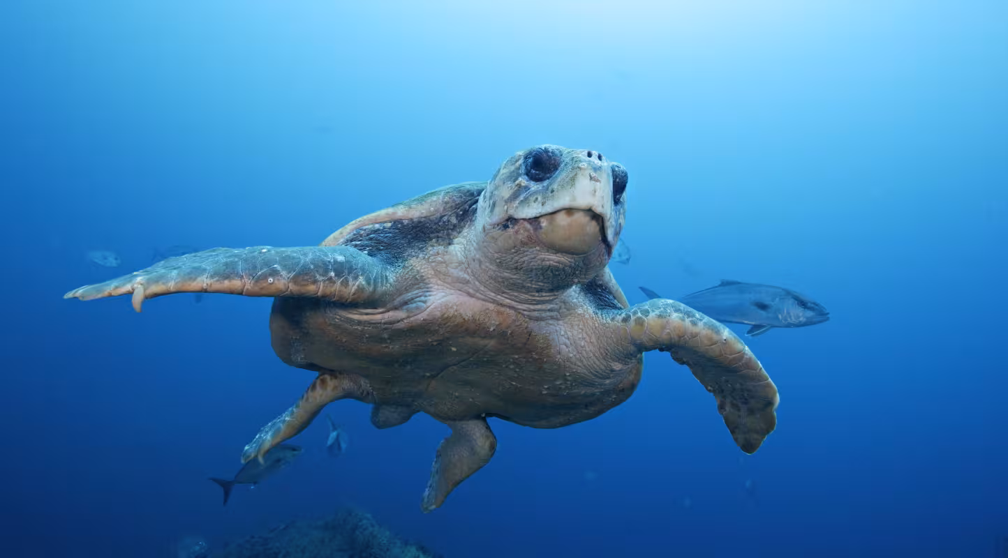 Tortue caouanne (Caretta caretta) qui nage en plein Océan Atlantique (Caroline du Nord, Etats-Unis)