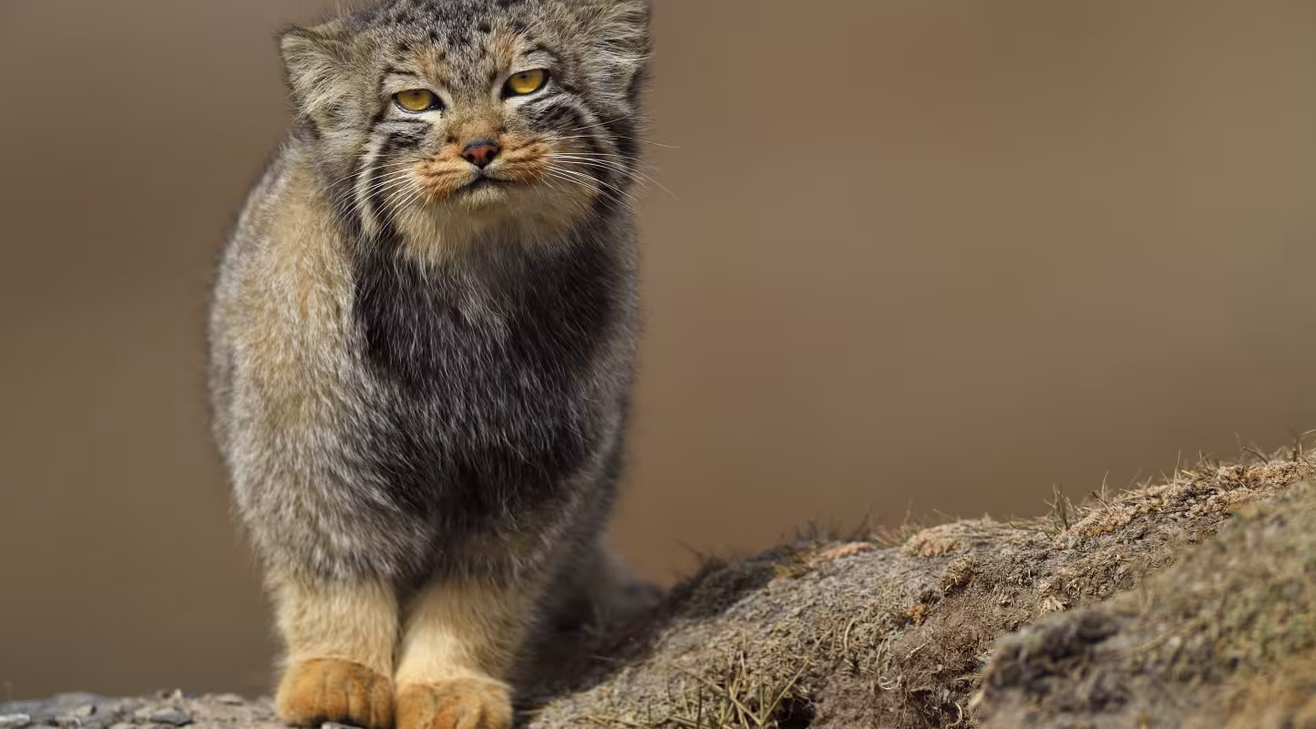 Chat de Pallas (Otocolobus manul)