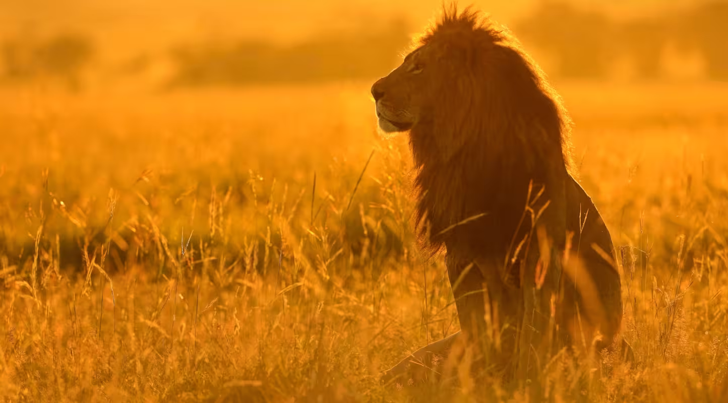 Lion (Panthera leo) Kenya