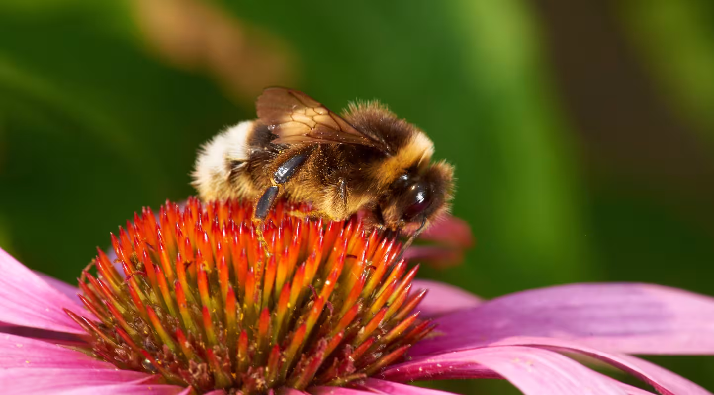 Un bourdon coucou gitan (Bombus bohemicus) sur une échinacée pourpre (Echinacea purpurea).