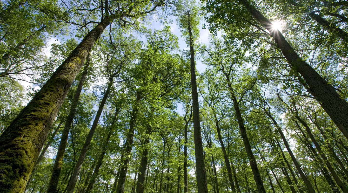 Forêt en Lituanie à la fin du printemps, Europe