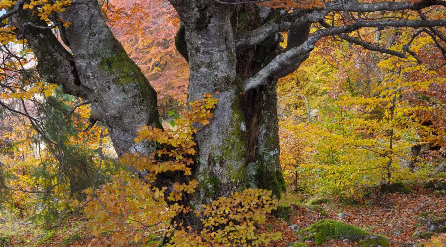 Arbre Ancien