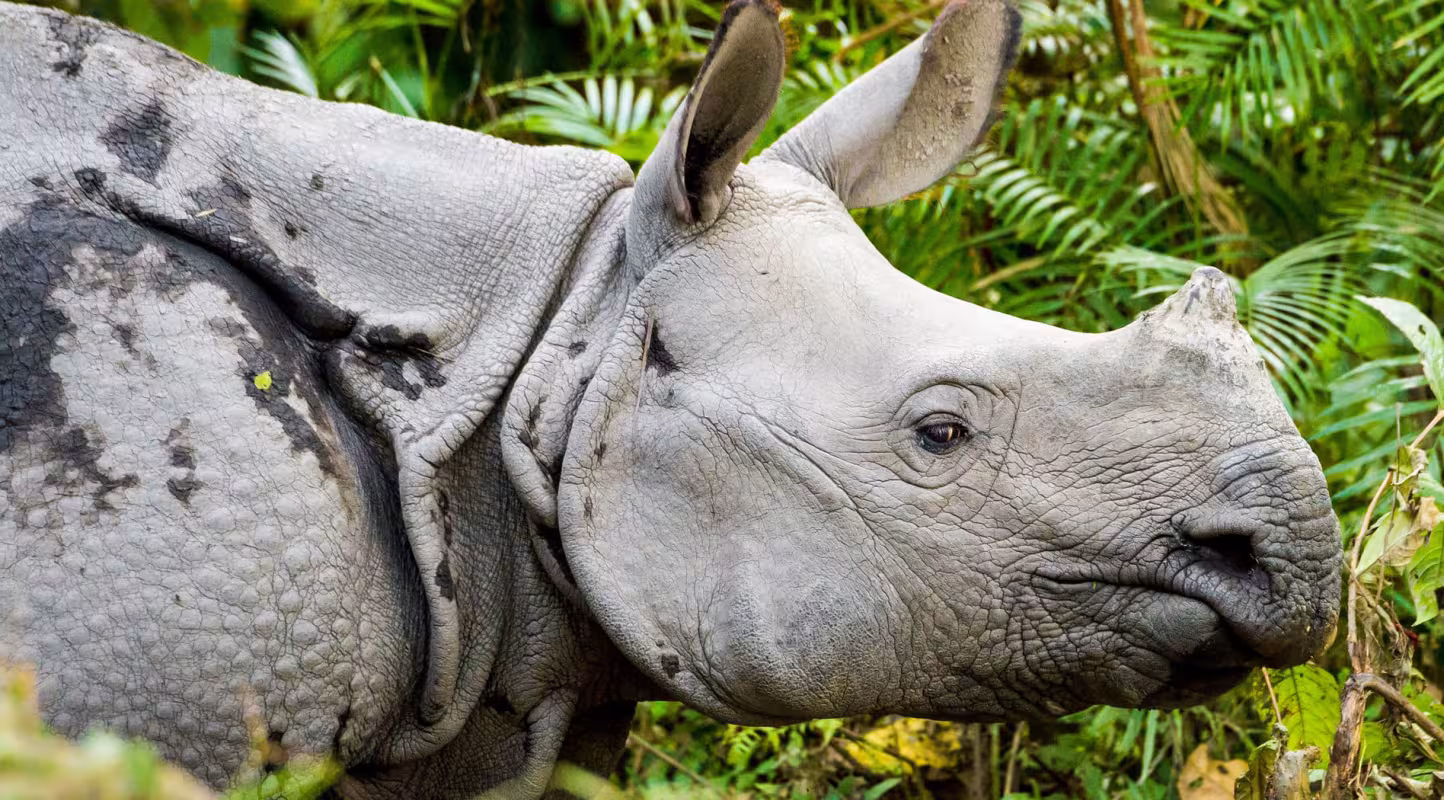Rhinocéros unicorne dans le parc national de Kaziranga (Inde)
