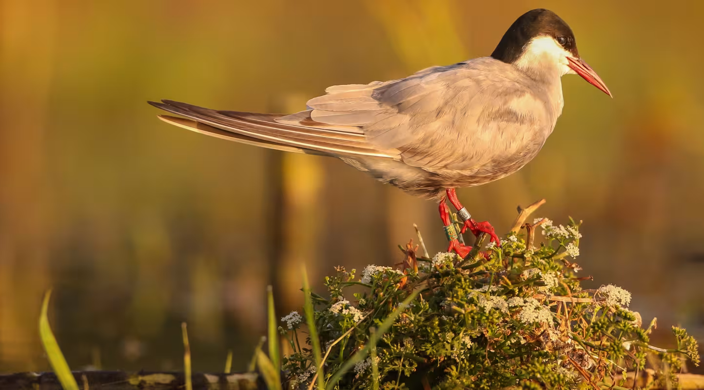 Une guifette moustac (Chlidonias hybrida) dans la Réserve nationale naturelle de Chérine, France