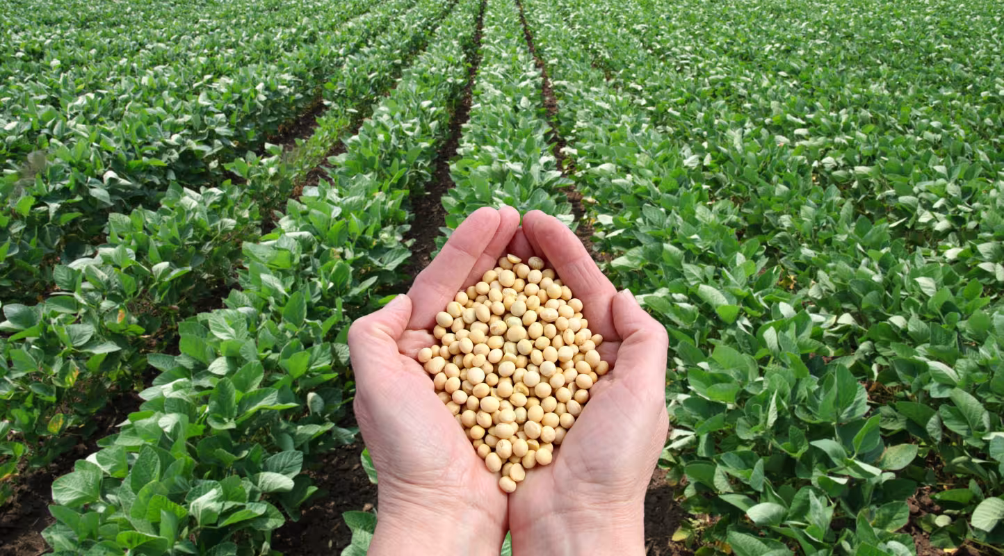 Champ de soja certifié RTRS au Mato Grosso (Brésil)
