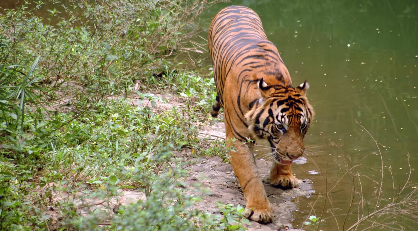 Tigre de Sumatra (Panthera tigris sumatrae) au bord de l'eau photographiée avec une caméra trap (Indonésie)