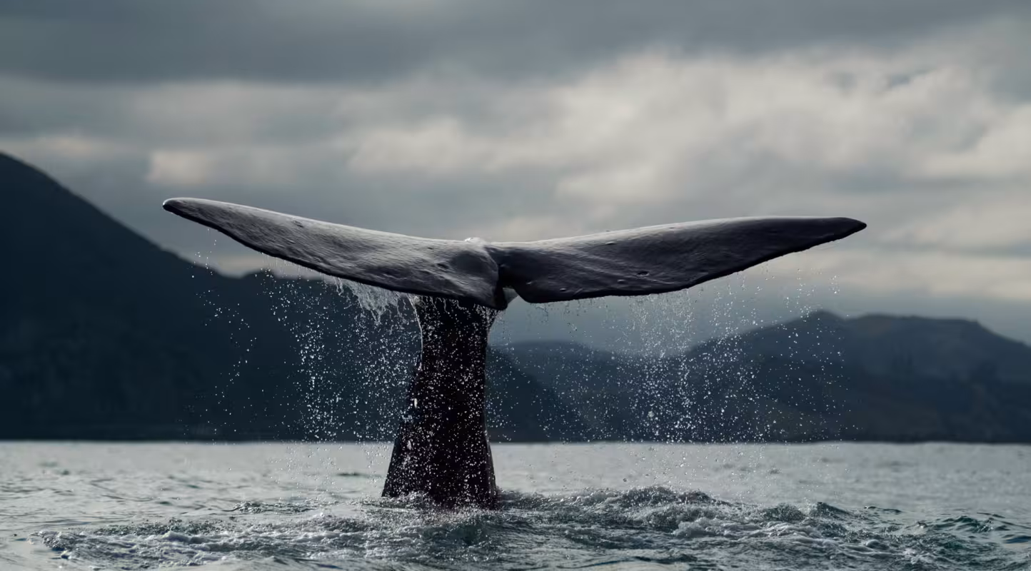Baleine bleue (Balaenoptera musculus) en plongée au large de la Nouvelle-Zélande