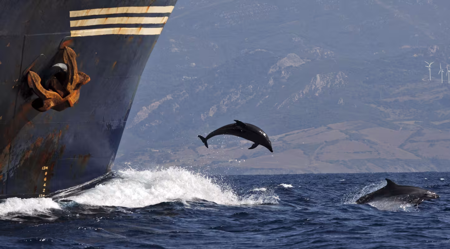 Des grands dauphins (Tursiops truncatus) suivent un paquebot dans le Détroit de Gibraltar, Mer Méditerranée