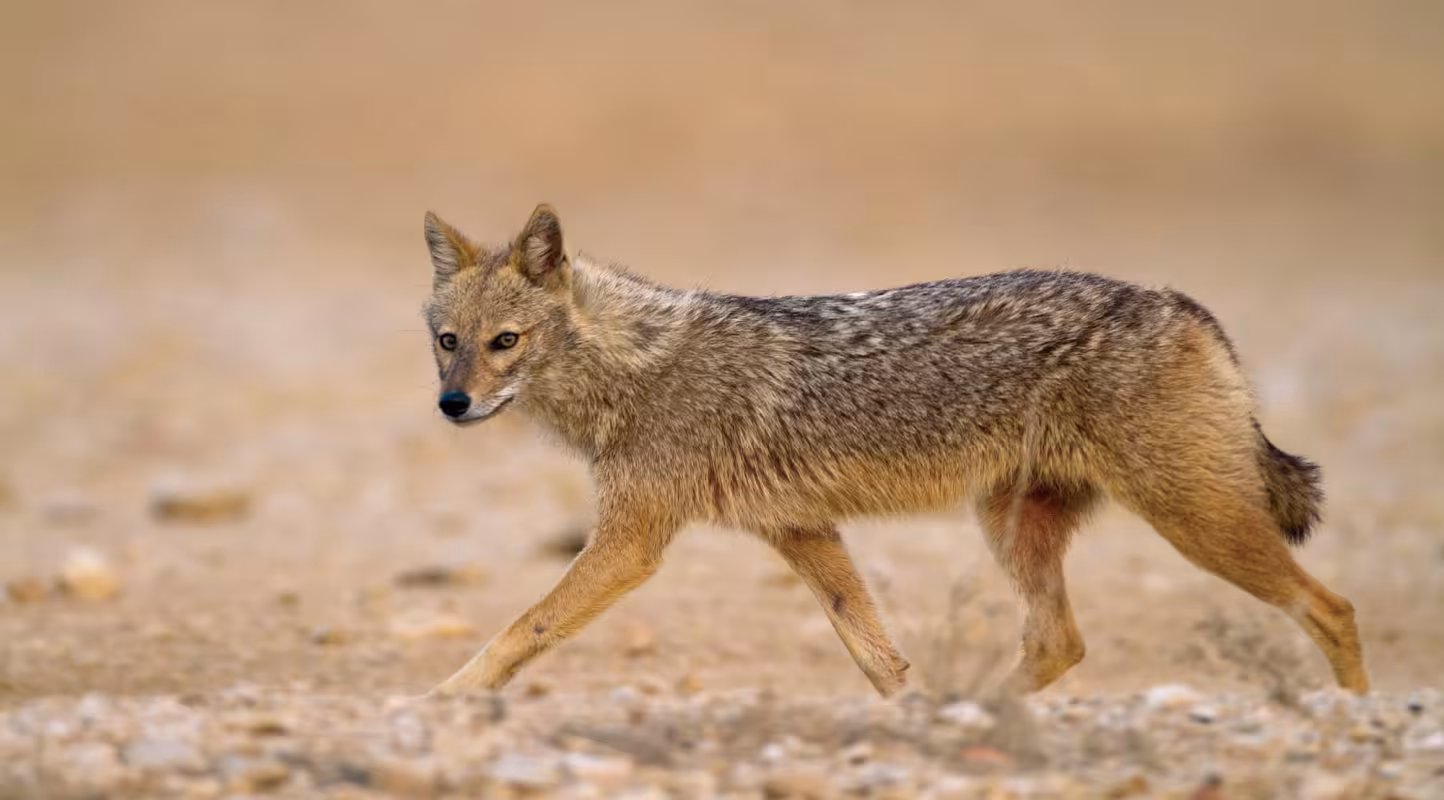 Chacal doré (Canis aureus) en mouvement