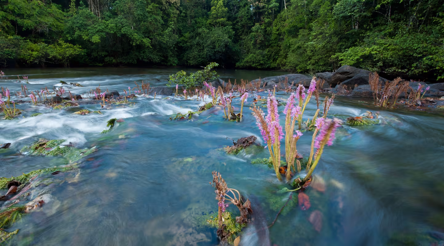 Agissant comme une véritable éponge, la forêt restitue progressivement l'humidité aux très nombreux cours d'eau de la région. Cette abondante ressource en eau douce est l'une des atouts marquants de la région des Guyanes.