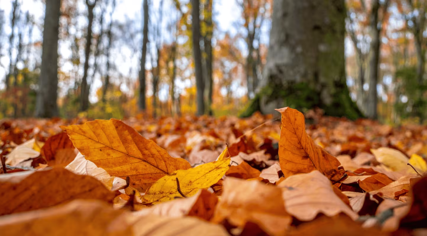 Feuilles d'automnes sur le sol