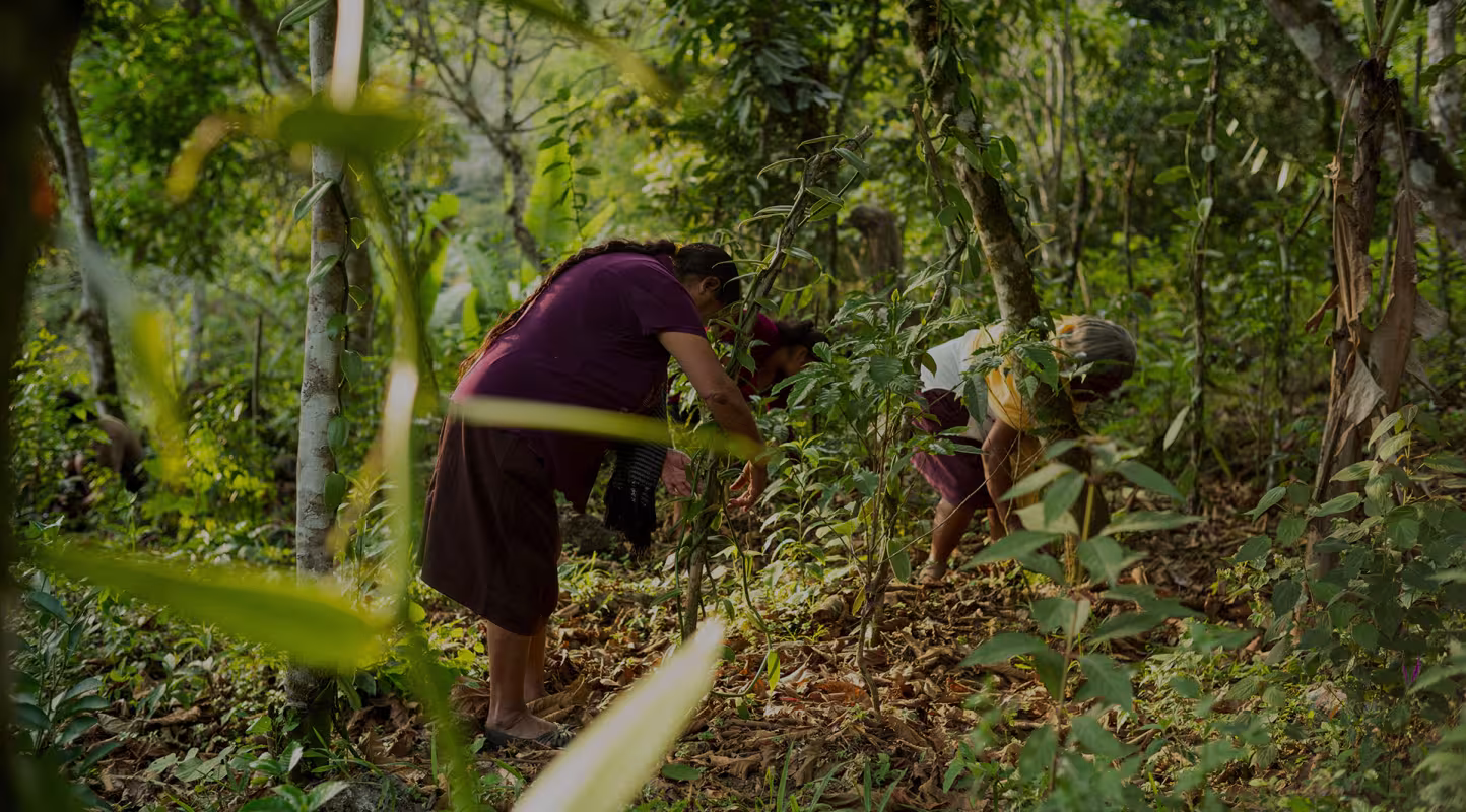 Deux femmes entretiennent leur plantation de vanille au Mexique