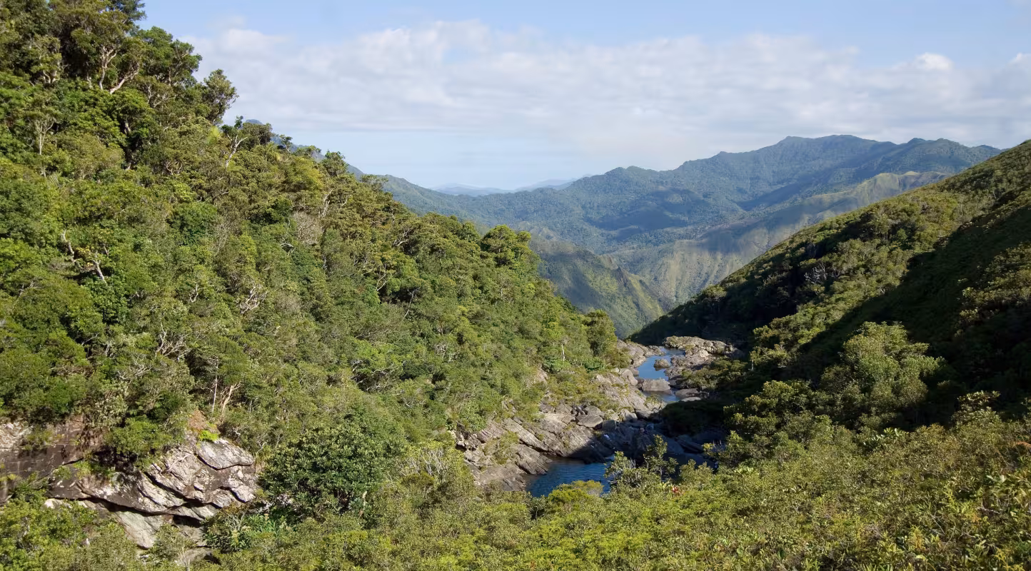 Vue d'une forêt en Nouvelle-Calédonie