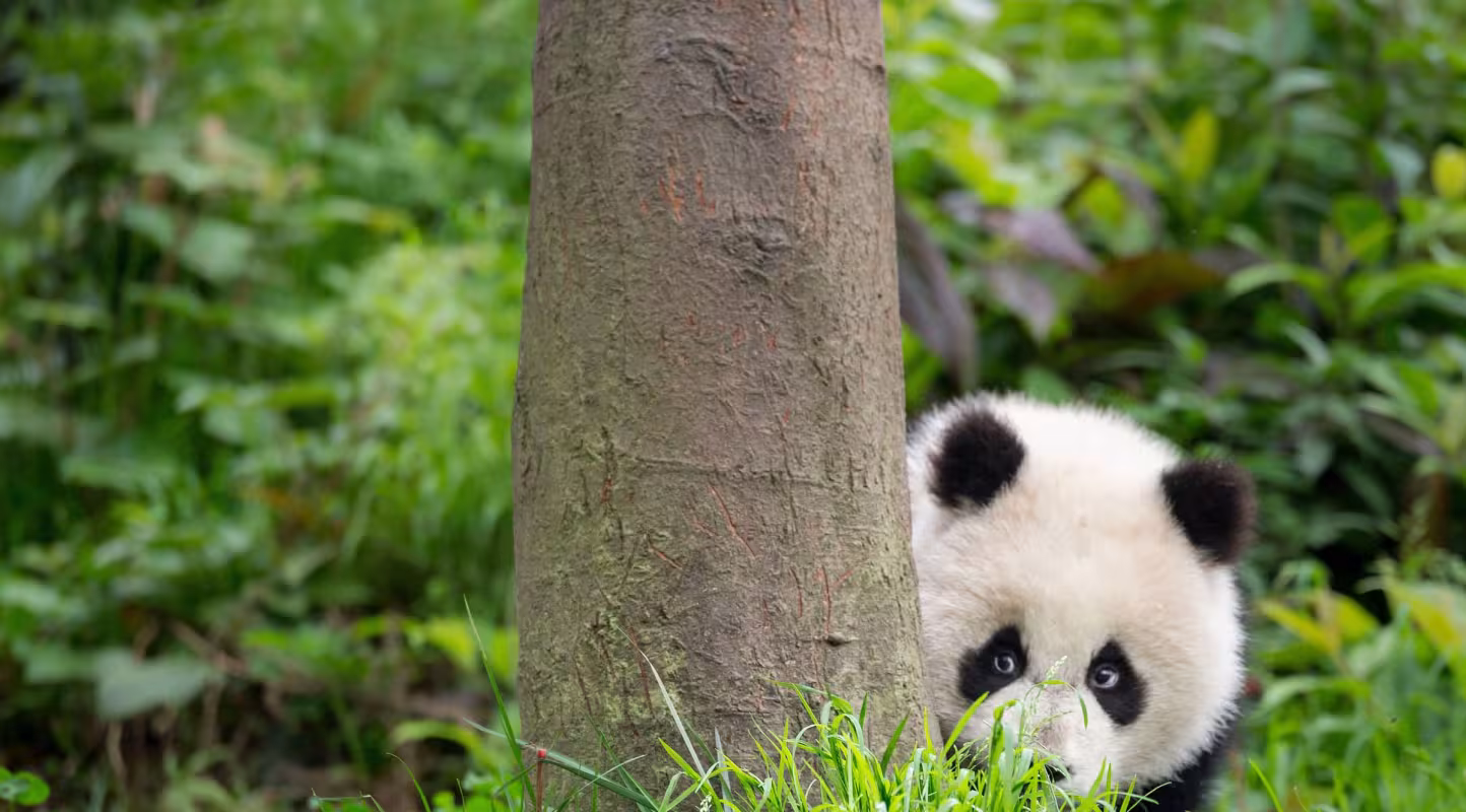 Jeune bébé panda qui se cache derrière un arbre, Bifengxia Panda Base, Sichuan. China