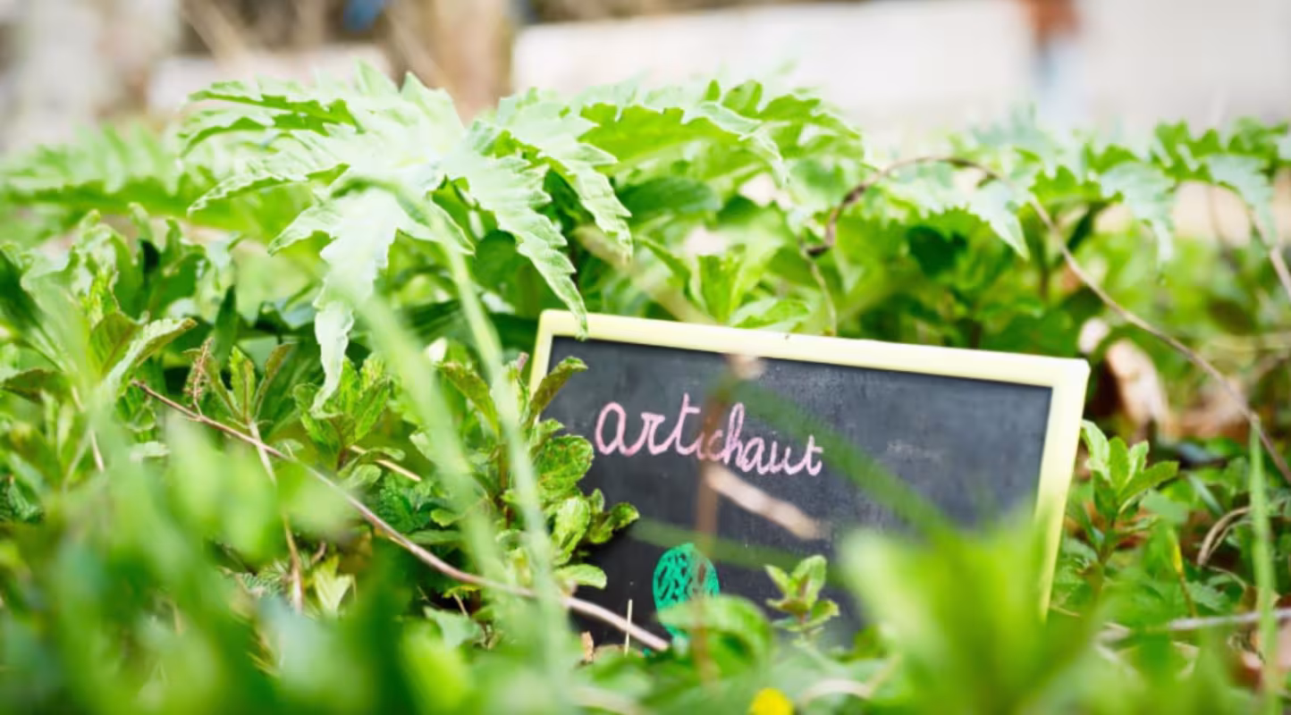 Potager pédagogique / artichaut