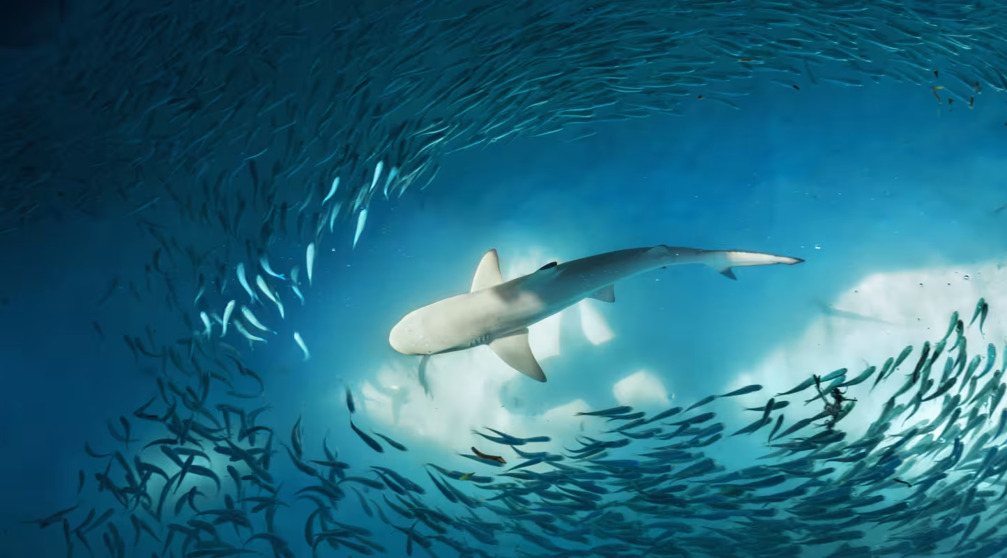 Requin à pointes noires (Carcharhinus melanopterus) et petits poissons (probablement des fusiliers) dans l'océan.