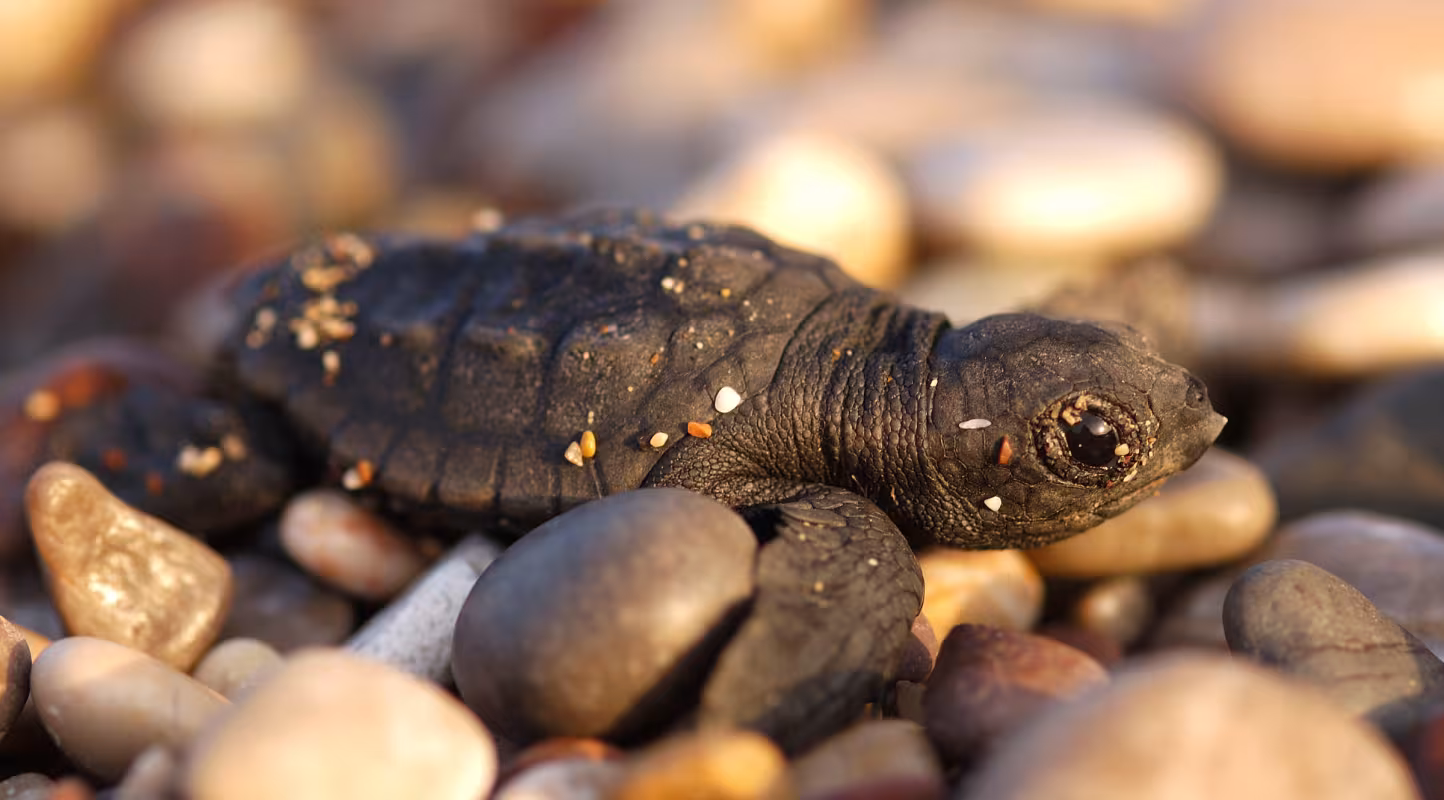 Bébé tortue caouanne